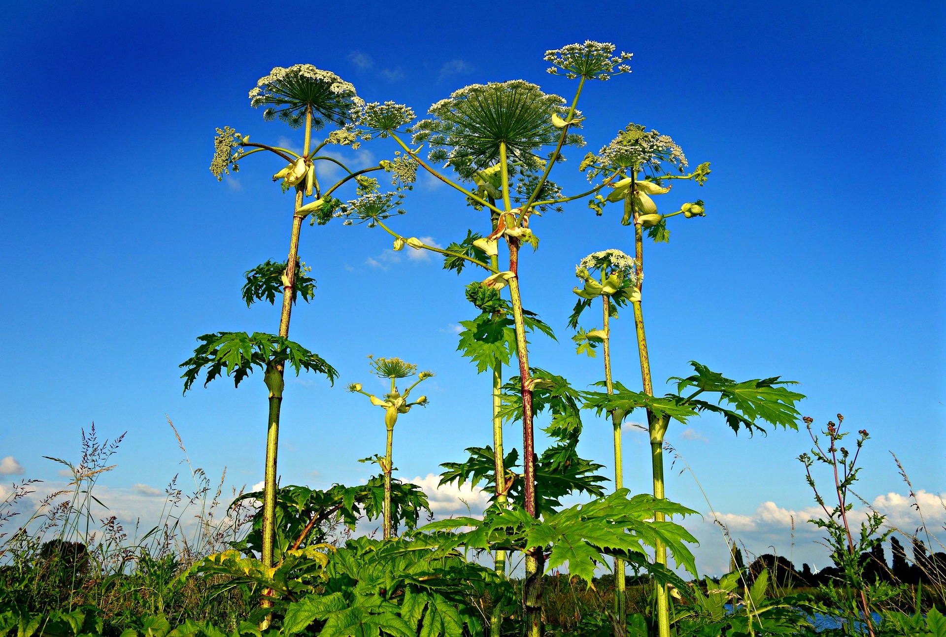 biodrone_giant-hogweed-1492294_1920