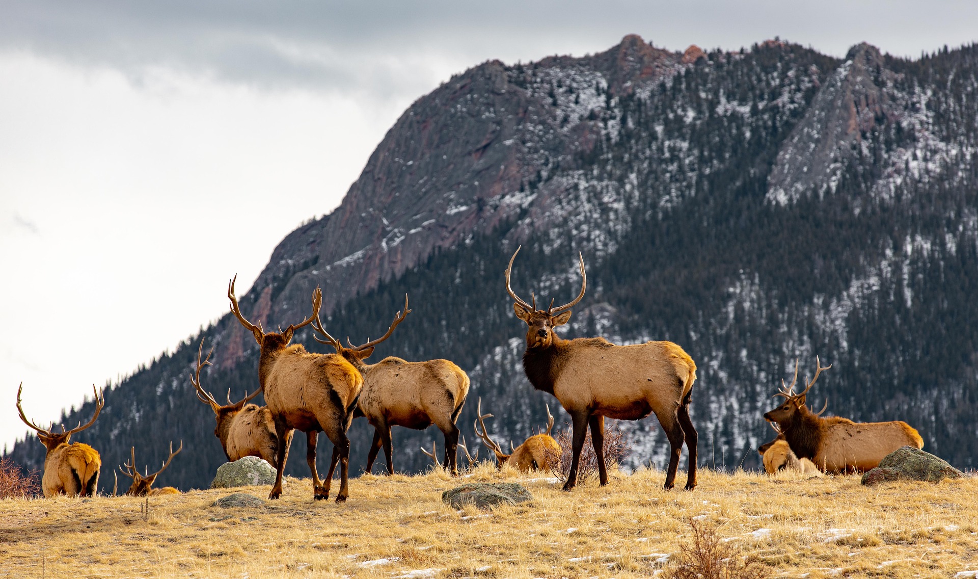 Biodrone_wildlife_elks-8430545_1920