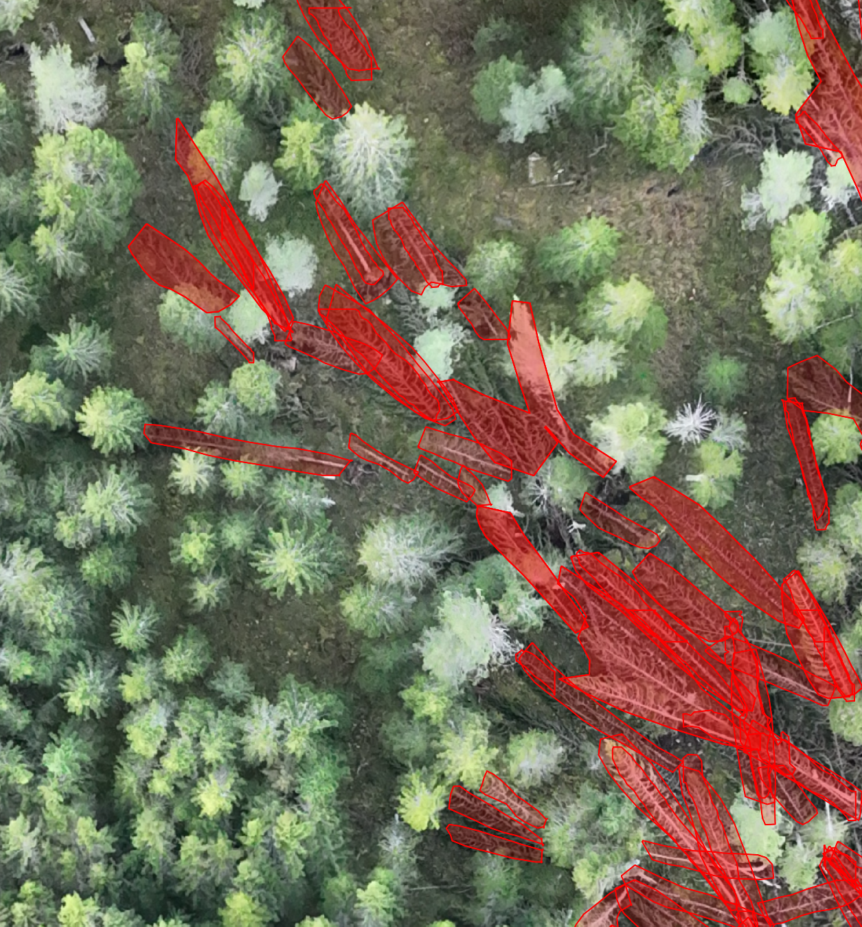 Biodrone.ai – AI-Powered Forest Intelligence